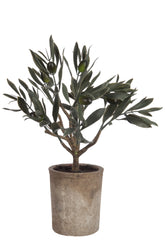 Olivenbaum im Topf Grn - (60055)